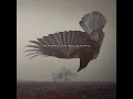𝕶𝖆𝖙𝖆𝖙𝖔𝖓𝖎𝖆 - 𝕺𝖑𝖉 𝕳𝖊𝖆𝖗𝖙 𝕱𝖆𝖑𝖑𝖘 (𝟐𝟎𝟏𝟔)