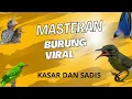 MASTERAN BURUNG KECIL !!! SADIS DAN JERNIH