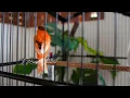 Lagu Raro canto canário. muito bom para o seu mestre canário  HD  - Rare Canário