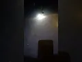 Lagu tikus ekor putih kesasar😂