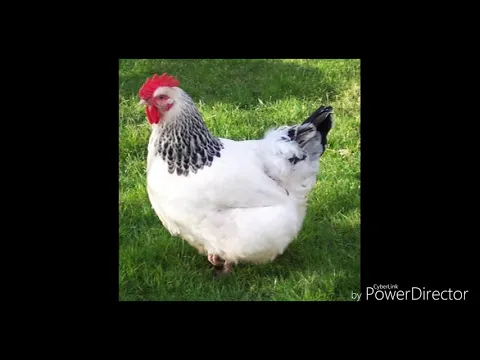 Download MP3 Best Chicken Alarm 🐔