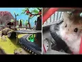 MAJOR HAMSTER vs CAT dr MAX 1 VOLCANO JUNGLE RACE