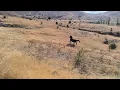 Download Lagu KAÇAN ATIMIZI YAKALAMAYA ÇALIŞIYORUZ,WE ARE TRYING TO CATCH OUR RUNNING HORSE.