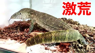 過去最高に荒いオオトカゲを引き取りました