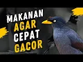 Download Lagu 5 MAKANAN BURUNG JALAK KEBO AGAR CEPAT GACOR