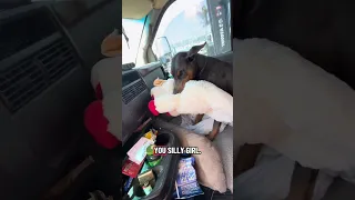 Good morning.. #fyp #dream #doberman #pets #youtube