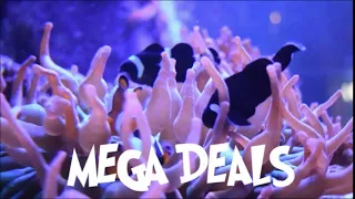 Absolutely Fish Naturals - Blue Friday Sale 2019
