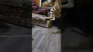 For More Https Youtube Com Playlist List PLOGO9k4ocYy0m7o2Nd3cRKJmd8y7pcefh Si Hav3bkZ6fp94LISy 