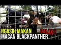 Lagu GILA ! HAND FEEDING MACAN BLACK PANTHER PAKE DAGING KANGGURU !!