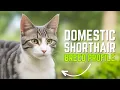 Domestic Shorthair Cats Everything You Need to Know About Owning One Pet Insider