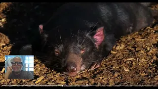 A Vida Selvagem Como Ela é