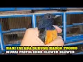 Lagu MURAI PASTOL EKOR KLEWER LAGI DIPROMOIN!!CEK HARGA BURUNG DIKIOS SIGIT PASAR BURUNG PRAMUKA HARI INI