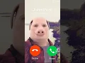 Download Lagu call johnnnn pork #pigs #shorts
