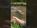 Alligator Toe Attack