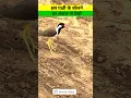 Download Lagu titahari bird sound | #shorts | titahari ke ande | red wattled sound