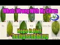 WHAT S WRONG WITH MY CITRUS Hunglongbing Greasy Spot or a nutrient deficiency