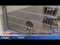 Inland Empire animal shelters full