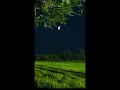 Daydream - ouse/house novo amorcolourway remix