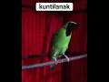 Download Lagu cucak Ijo Ngekek kuntilanak #shorts