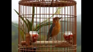 anis merah plong di pagi hari 