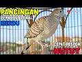 Download Lagu PERKUTUT LOKAL GACOR SUARA PANCINGAN PALING AMPUH MEMANGGIL PERKUTUT