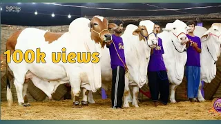 fibbi cattle farm full collection 2022