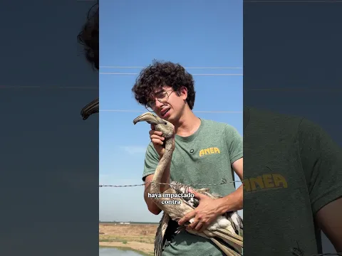 Una mañana en las marismas… #shorts #animales #nature