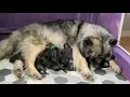 PuppyFinder com Birth Day