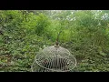 Download Lagu Menangkap ayam hutan hijau dengan metode mata jerat ditanam