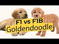 F1 vs F1B Goldendoodles - What s The Difference