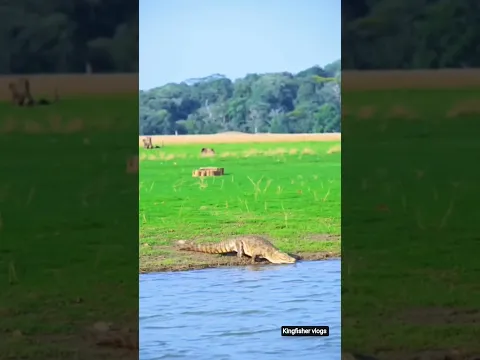 #crocodile #crocodile #alligator #reptiles