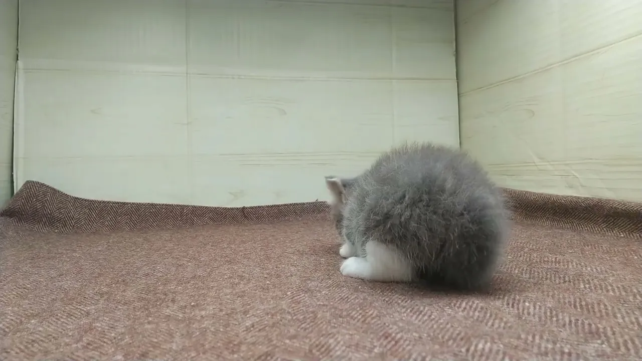 動画