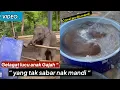 Lagu Gelagat Lucu Seekor anak GAJAH yang Tak Sabar Nak Mandi ‘ Mencuit Hati Natizen.....