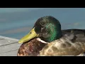 Behind the Beak 5 Quacktastic Duck Tidbits for Curious Minds