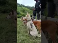 Download Lagu Anjing Pemburu Handal Di Berburu babi hutan Bukit Taratai #berburubabihutan #porbimania