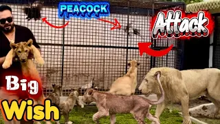 Aj mari wish puri ho gai Alhamdullilah🙏sab lions ka peacock pr attack😱(miqn saqib)