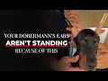 Doberman Ear Posting After Cropping Step-by-Step Guide Orao Doberman Kennel