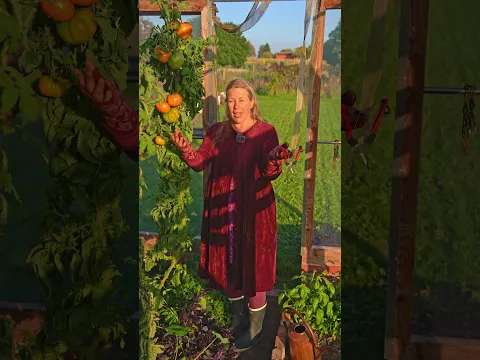 Tomaten im Herbst: 3 Tipps für eine lange Ernte 🍅