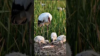  اللقلق أبو س ر ج في مواجهة شرسة مع سمكة السل ور     دندنها