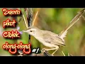 Download Lagu SUARA PIKAT CIBLEK ALANG-ALANG