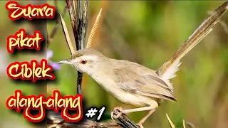 suara pikat ciblek alang alang