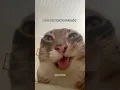 Download Lagu Which one is craziest? #cute #audio #music #cats #cat #pets #tiktok #fyp #shorts #funny