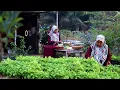 Download Lagu Enak tinggal di desa mau nyayur tinggal panen, sambal terasi, ayam tempe goreng, masakan desa