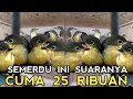 Download Lagu BURUNG OCEHAN TERMURAH !! TAPI SUARA GAK ADA LAWAN DI PULAU JAWA CUMA 25 RIBUAN