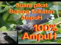 Download Lagu Suara pikat burung Srikatan Kipas.. dijamin Ampuh.. srikatan Liar psti Langsung nempel..
