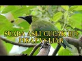 Download Lagu SUARA ASLI CUCAK IJO PIKAT MELAWAN SANG PENGHUNI HUTAN SUMATRA CUCAK IJO