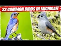 23 Common Birds in Michigan