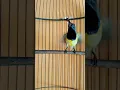 Download Lagu burung sogon konslet #pancingansogokotong #birds #shorts