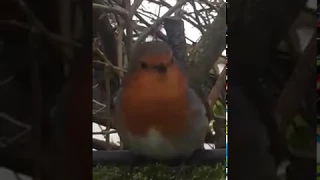 تغـــــــريد ابو الحناء رائع European Robin 