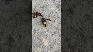 الدبور أخطر مخلوق على النحل رجاء تفعيل الجرس والدعم 